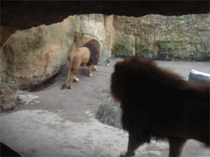 1127lion2.gif