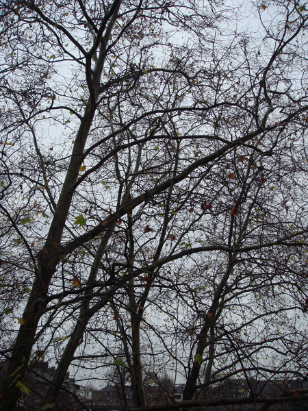 DSC09996.JPG