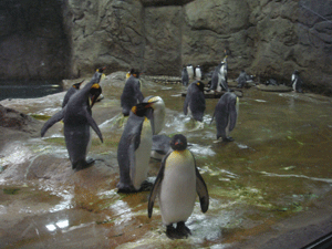 penguin.gif