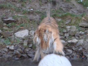 tiger2.gif