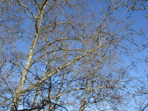 03062.gif