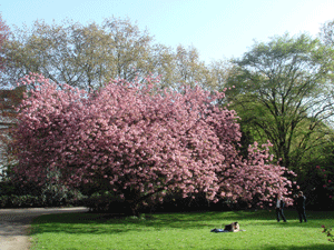 04107.gif