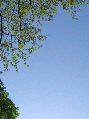 04109.gif