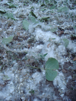 05313.gif
