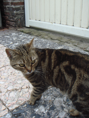 06132.gif