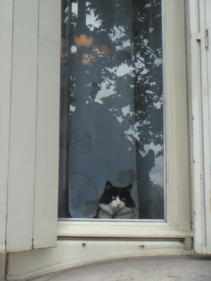 06153.gif