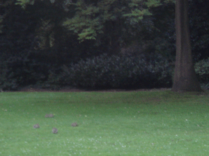 06215.gif