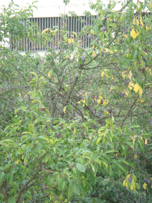 1107112.gif
