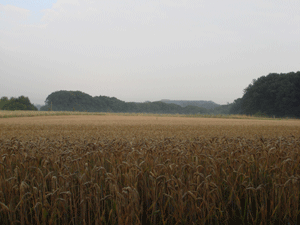 1107202.gif